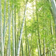 竹が欲しいです！（DIYで小屋を建てたい）