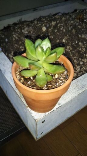 多肉植物セダム属 カホリちゃん31 川西能勢口の家庭用品 ガーデニング の中古あげます 譲ります ジモティーで不用品の処分