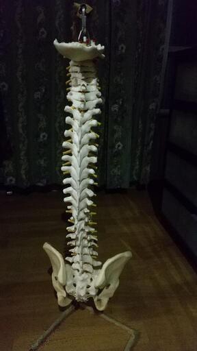 骨格模型