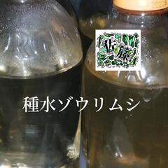 種水ｿﾞｳﾘﾑｼ+(ｵﾏｹ)ｴﾋﾞｵｽ2錠　培養用1000ml