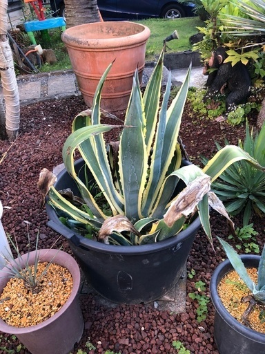 斑入りリュウゼツラン