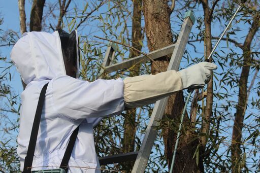 【史上最も激安】 長久手市・瀬戸市・尾張旭市限定】ハチの巣駆除承ります【愛知県】 その他