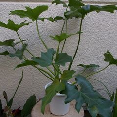 観葉植物100円均一　セローム