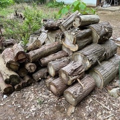 【無料】杉伐採木　木材　薪