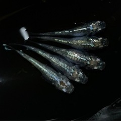 ホログラム稚魚5匹