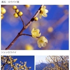 蝋梅の鉢植え　大きめです