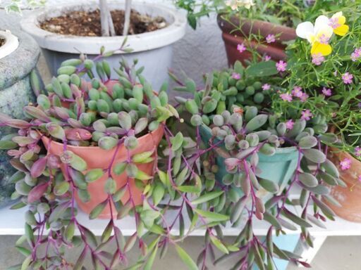 ルビーネックレスハンギングでおしゃれ 多肉植物 Gurekoma 聖蹟桜ヶ丘のキッチン家電 オーブンレンジ の中古あげます 譲ります ジモティーで不用品の処分