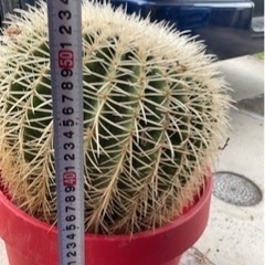 金鯱 白棘金鯱 希少レア植物