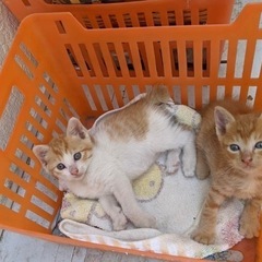無事に最後の2匹の子猫も里親さん見つかりました。ありがとうござい...