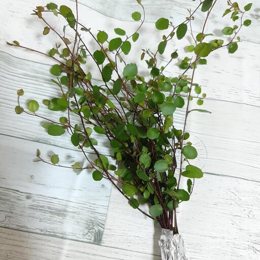 観葉植物 ワイヤープランツ 挿し木 水挿しに Sora 京都のその他の中古あげます 譲ります ジモティーで不用品の処分