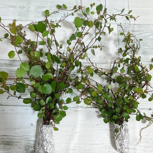 観葉植物 ワイヤープランツ 大小セット 挿し木 水挿しに Sora 京都のその他の中古あげます 譲ります ジモティーで不用品の処分