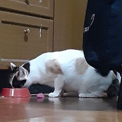 三毛猫　２歳　メス　避妊手術済　姉妹猫　よもぎちゃん - 大阪市