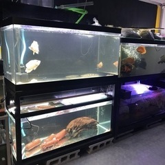 本文に他の水槽サイズのセットあり‼️1500アクリルオーバーフロー水槽