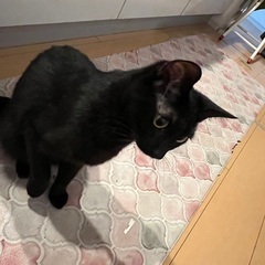 黒猫ちゃん❤️