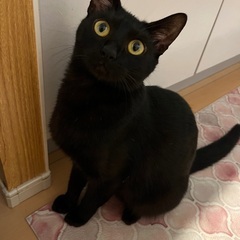 黒猫ちゃん❤️ - 水戸市