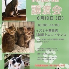 ６月１９日(日)保護猫の譲渡会開催