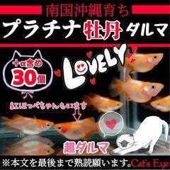 【Cat’s Eye】おてがる版！ プラチナ牡丹ダルマ 有精卵 30個