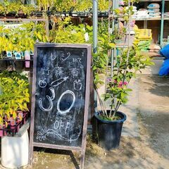 今が植え時　野菜苗　各種　野菜付き