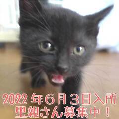 2022年6月3日入所の黒子猫の里親さん大募集！
