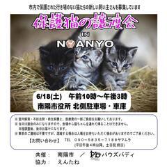 保護猫の譲渡会in南陽