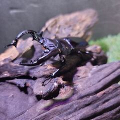 フォルスター フタマタクワガタ 亜種キヨタミ 幼虫