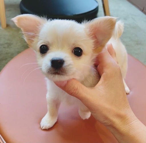 チワワ2ヶ月男の子 Tato 厚木のチワワの里親募集 ジモティー