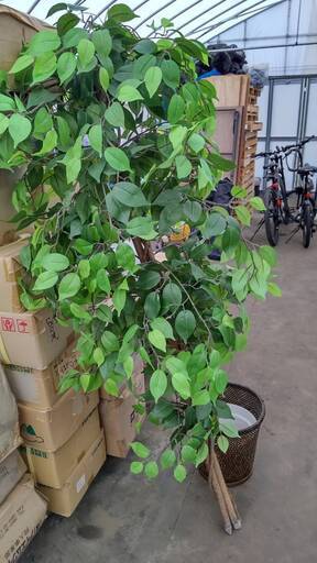 観葉植物 フェイクグリーン