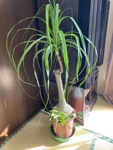 観葉植物高さ約１5０ｃｍトックリラン ポニーテール Nekoneko 静和のインテリア雑貨 小物 その他 の中古あげます 譲ります ジモティーで不用品の処分