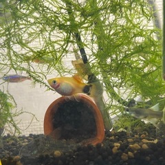 熱帯魚ミッキーマウスプラティ5匹セット まぁー 下曽根のその他の中古あげます 譲ります ジモティーで不用品の処分