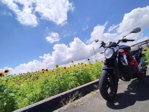 スズキ　グラディウス400 【値段交渉可】