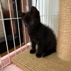 生後約2ヶ月の白猫・黒猫兄弟【受付一旦停止します】 - 猫