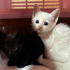 生後約2ヶ月の白猫・黒猫兄弟【受付一旦停止します】 − 兵庫県