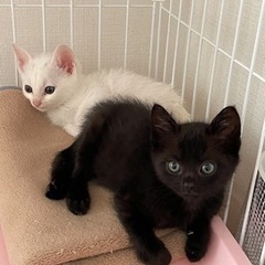 生後約2ヶ月の白猫・黒猫兄弟【受付一旦停止します】の画像