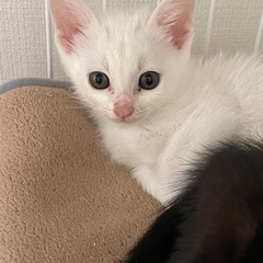 生後約2ヶ月の白猫・黒猫兄弟【受付一旦停止します】 - 明石市