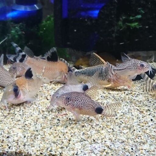 熱帯魚コリドラス各種150円から www.inversionesczhn.com