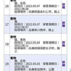 【兵庫県】【猫】迷子の猫が 保護されています − 兵庫県