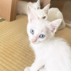 ブルーの目✨白猫✨生後２ヶ月のメス✨ - 猫