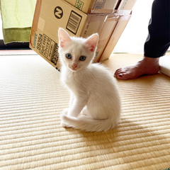 ブルーの目✨白猫✨生後２ヶ月のメス✨ - 里親募集