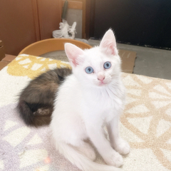 ブルーの目✨白猫✨生後２ヶ月のメス✨ − 福岡県