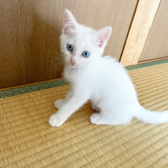 ブルーの目✨白猫✨生後２ヶ月のメス✨ - 田川郡