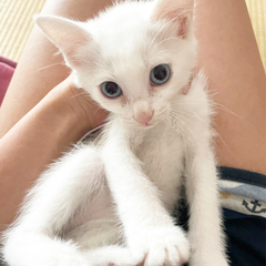 ブルーの目✨白猫✨生後２ヶ月のメス✨の画像