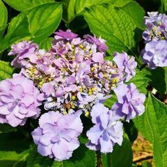 紫陽花の苗