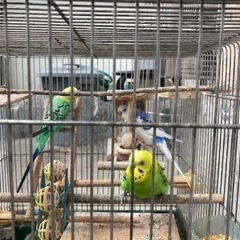 インコ3羽の里親