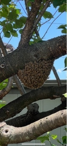日本蜜蜂　分蜂群　重箱式4段つき