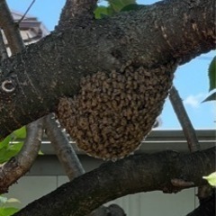 日本蜜蜂　分蜂群　重箱式4段つき