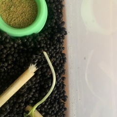 鈴虫　スズムシの赤ちゃん　10匹