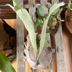 白ビフ　3株　ビカクシダ