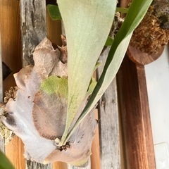 白ビフ　3株　ビカクシダ