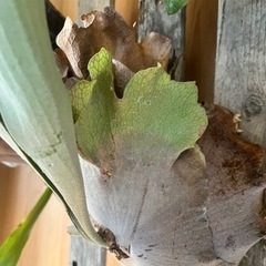 白ビフ　3株　ビカクシダ