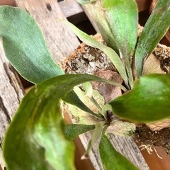 白ビフ　3株　ビカクシダ